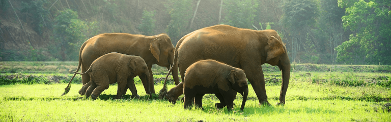 3N Kaziranga 2N Guwahati