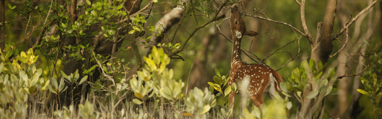 Day Trip to Sunderban