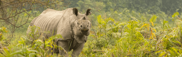 Kaziranga National Park