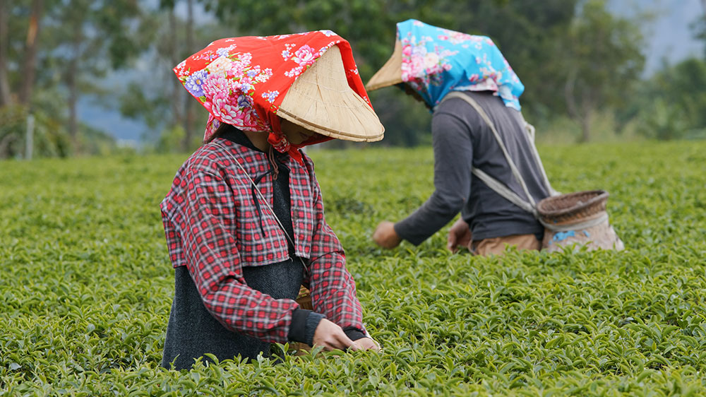 Tea Tours